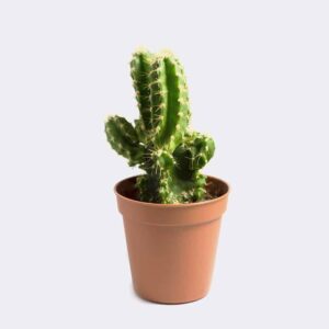 Home cactus1 free img