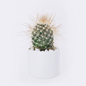 Home cactus3 free img